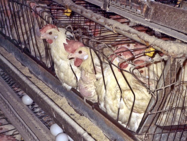 Factory-farmed eggs collect on shelves below packed cages full of hens